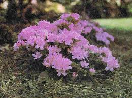 Check spelling or type a new query. Qbars V33n3 Dwarf Azaleas From Germany