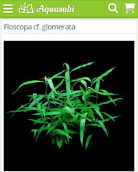 Image result for Floscopa glomerata