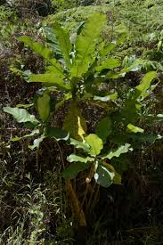 Image result for Anthocleista vogelii