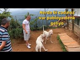 Ciftlesmek Isteyen Pitbullu Kimse Durduramadi Youtube