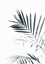 Aesthetic Black And White Palm Tree Wallpaper Palm Leaves Palm Trees Wallpaper Palm Tree Photography White Art