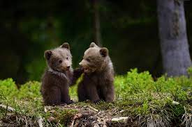 In this animal collection we have 25 wallpapers. Bear Cubs Wallpapers Wallpaper Cave