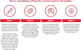 Check spelling or type a new query. 9 Things To Know About Covid 19 Vaccine Safety Development Harvard Pilgrim Health Care Hapi Guide