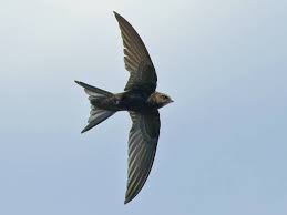 Результат пошуку зображень за запитом "стриж"