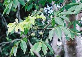 Image result for Ricinodendron