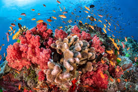 The various tones of the color coral are representations of the colors of those cnidarians known as precious corals. The World S Coral Reefs Are Dying Here S How Scientists Plan To Save Them