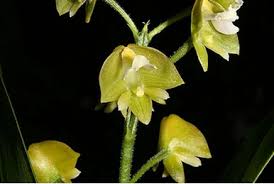 Image result for Polystachya woosnamii