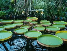 Cartierul andrei muresanu 1.3 km. Gradina Botanica Din Cluj Napoca