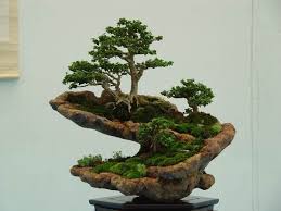04 Tainan 044 Jpg Bonsai Pflanzen Miniaturgarten Pflanzen