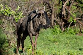 800.000+ ảnh đẹp nhất về Linh Dương Đầu Bò Xanh · Tải xuống miễn phí 100% ·  Ảnh có sẵn của Pexels