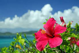 Is Hibiscus Poisonous To Dogs Vet Explains Pets