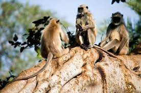 7 Fun Facts On The Gray Langur India S Most Widespread Monkey Animals Wild Animals Primates