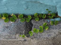 Image result for Drymaria