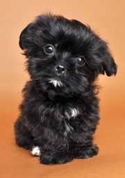 Black And White Shih Tzu Dachshund Mix New Breeds Justpuppies Net Shorkie Puppies Cute Animals Cute Dogs