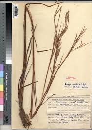Image result for Andropogon perligulatus
