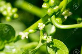 Image result for Dolichandrone alba