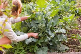 Biennial (typically grown as an annual). Growing Broccoli Kellogg Garden Organics