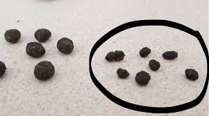 Image result for rabbit droppings