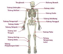 Fungsi dari tulang jari kaki berbentuk baji ini adalah membentul lengkungan melintang di kaki dan menjadi tempat melekatmya beberapa otot, seperti otot tibialis anterior dan fleksor halusis brevis. Fungsi Tulang Hasta Tulang Lengan Atas Tulang Pengumpil Sampai Tulang Jari Kaki Materi Tema 1 Kelas 5 Sd Mi Portal Jember