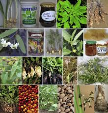 Image result for Monanthotaxis afra