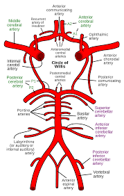 The capillaries also connect the branches of arteries and to. Circle Of Willis Wikipedia