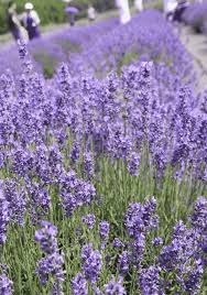 Menu & reservations make reservations. Lavender Farm Near Me Lavender By The Bay The Long Island Local
