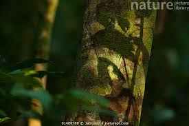 Image result for Thomandersia