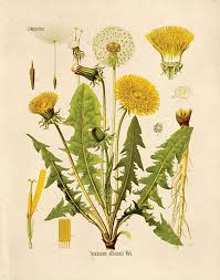 Vintage Dandelion Flower Print Botanical Poster Botanical Taraxacum Officinale Educational Chart Diagram From Kohler S B010p Botanical Drawings Botanical Illustration Vintage Plant Illustration