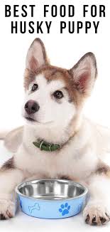Deciding on the best dog food for huskies is not always an easy task as they have very particular dietary requirements. Best Food For Husky Puppy A Guide To Feeding Your Husky Puppy Husky Puppy Husky Puppies
