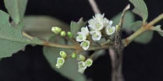 Image result for Euclea crispa