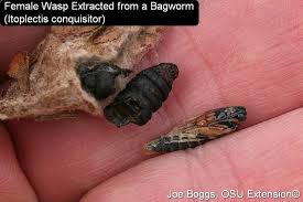 Image result for Dissotis irvingiana