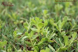 Image result for Hyparrhenia gossweileri