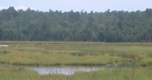 Image result for Magnistipula butayei