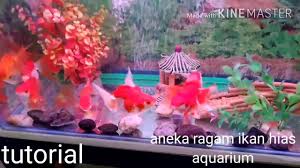 Aneka model gorden minimalis 1.0. Ikan Hias Aquarium Cantik Cantik Youtube