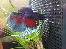They're the only ones that petsmart has suitable for a betta, and also petsmart is cheaper than petco. Petsmart Thebusybeecrafter