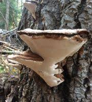 Image result for Ganoderma applanatum