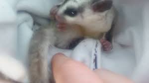 Pregnant Sugar Glider Shows Babies In Pouch Youtube