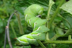 Getting rid of worms in potted plants happens to be a must in such scenarios. 11 Natural Ways To Get Rid Of Caterpillars On Plants Dre Campbell Farm