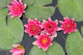 Wenn seerosen nicht blühen keine andere wasserpflanze ist von so beeindruckender schönheit und eleganz wie die seerose. Seerosen Nymphaea Gartencenter Zulauf Pflanzen Kaufen