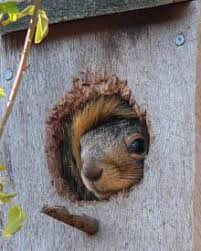Pine will work, but the wood will rot quickly, so your birdhouse might only last a season. Making Bird Houses Plans Construction Tips