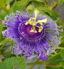 Doing business as:flowers by richard, inc. Passiflora Incarnata Purple Passionflower True Passionflower Passifloraceae Passion Vine Unique Flowers Passion Flower