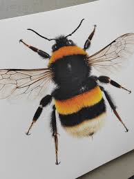 Image result for Bombus quadricolor