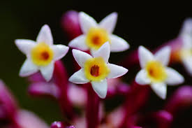 Image result for Tarenna pavettoides