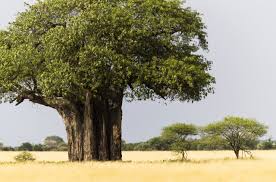 Image result for Adansonia digitata