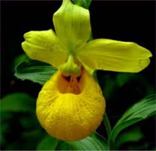 Image result for Rhipidoglossum pusillum