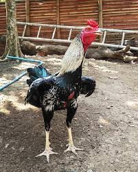 Inilah Daftar Harga Ayam Birma Asli Silangan Terbaru 2020