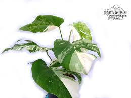Its sectoral pattern variegation is also unstable and requires proper care to maintain. Monstera Deliciosa Variegata 2 Wysiwyg Currlin Orchideen