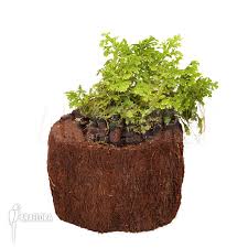 Image result for Selaginella afrorum