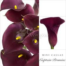 We did not find results for: Mini Callas Dark Purple Strauss Pack 80 Stems Ebloomsdirect Eblooms Farm Direct Inc