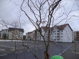 Panoramic Ludușean Grupaj Realizat De Ioan A Borgovan Ludus Online